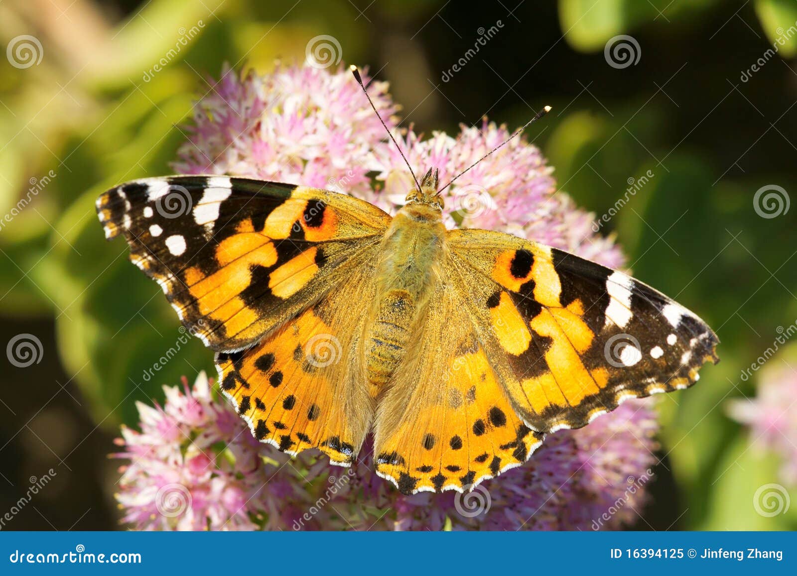 Nymphalidae Butterfly Royalty Free Stock Photo - Image: 16394125