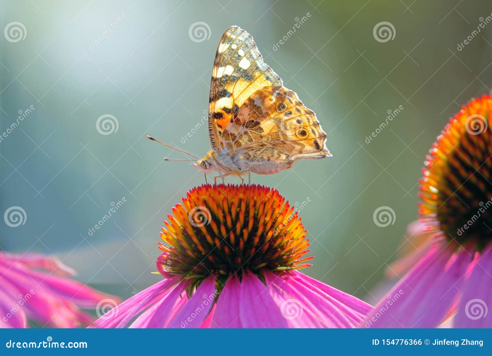 nymphalidae butterfly on flower