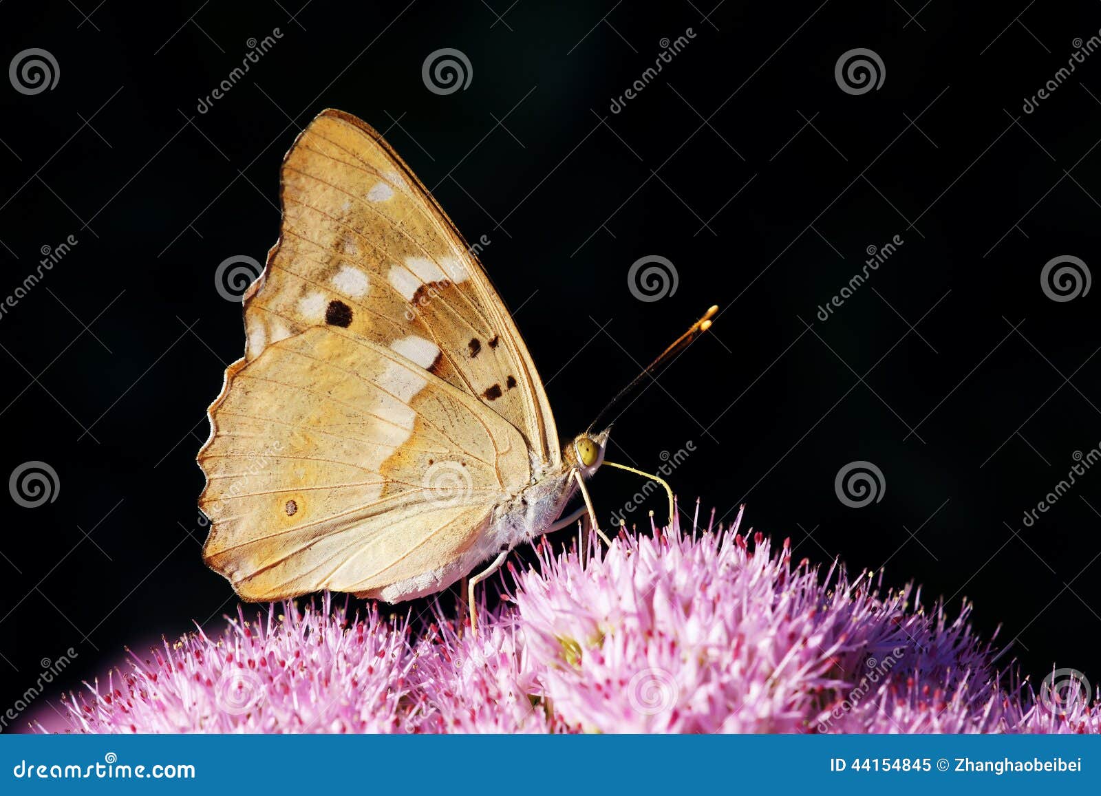 nymphalidae butterfly