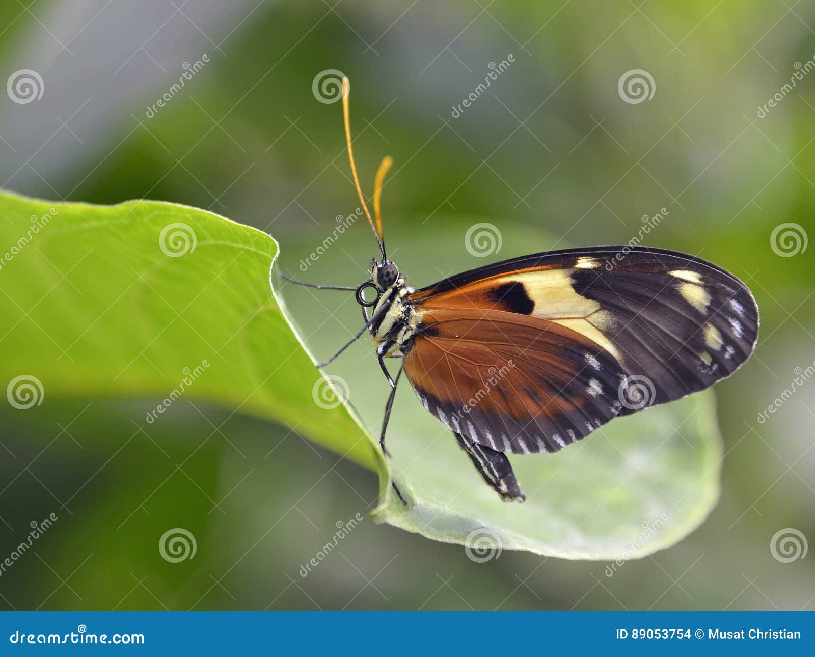 nymphalidae butterfly on leaf
