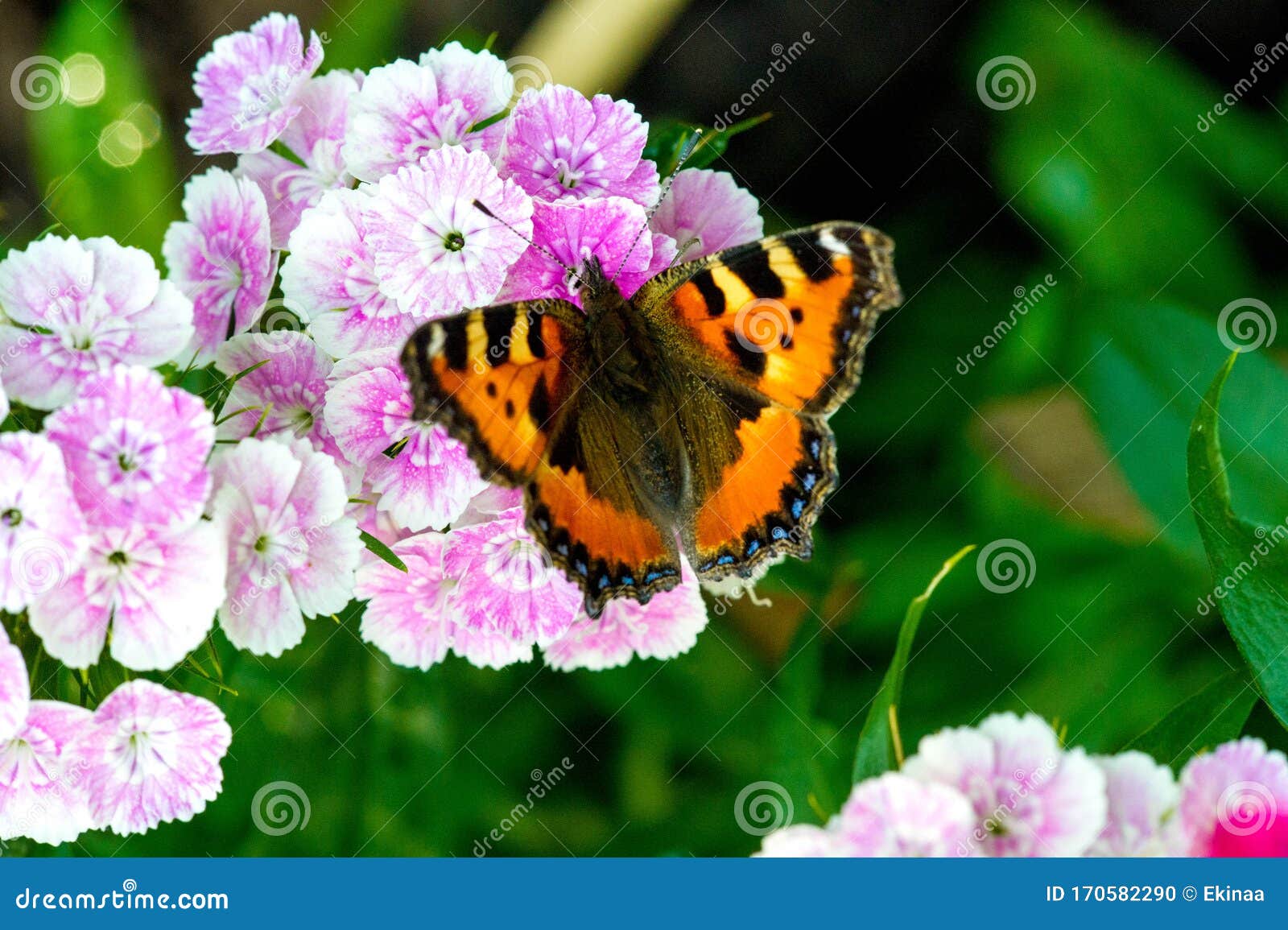 nymphalis xanthomelas, a rare tortoiseshell, is a kind of nymphalide butterfly found in eastern europe and asia. this butterfly is
