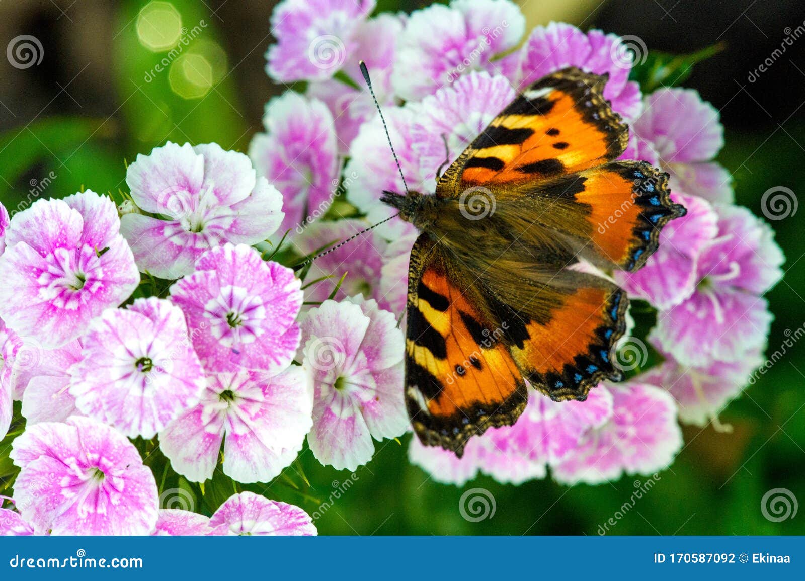 nymphalis xanthomelas, a rare tortoiseshell, is a kind of nymphalide butterfly found in eastern europe and asia. this butterfly is