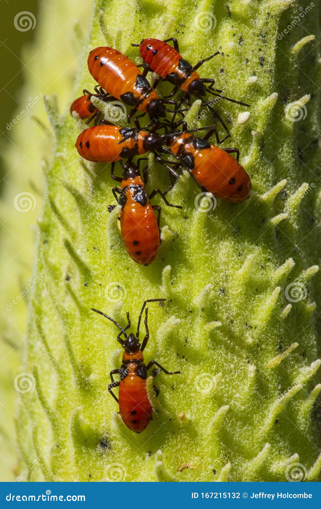Ladybird Bug in a Pod
