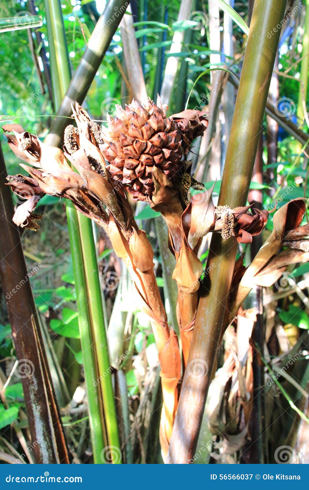 Nypa Palm stock image. Image of nypa, flower, palm, fruit 56566037