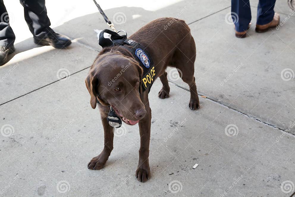 NYPDCounterterrorism Bureau K9 Dog Talk during Opening Day Yankee