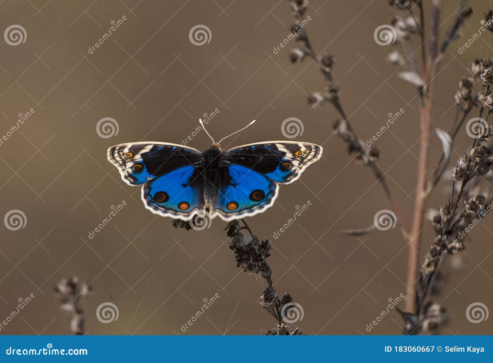 nyphalidae (junonia orithya)