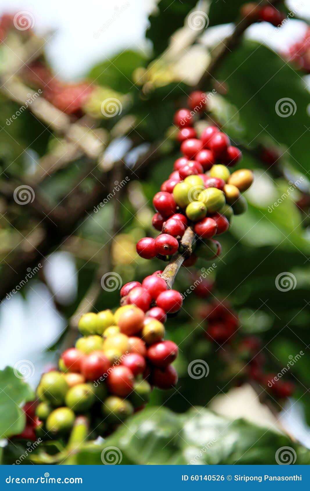 Nytt bönakaffe. Nya kaffebönor i norden av Thailand