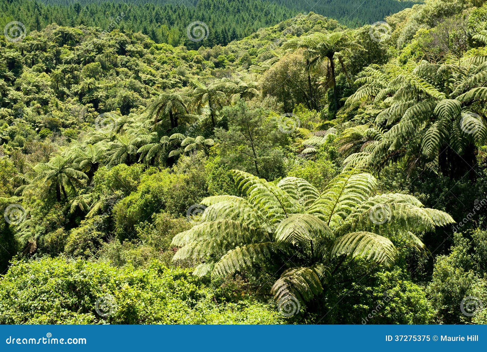 NZ Tree Fern Forest stock image. Image of rich, luxuriant ...