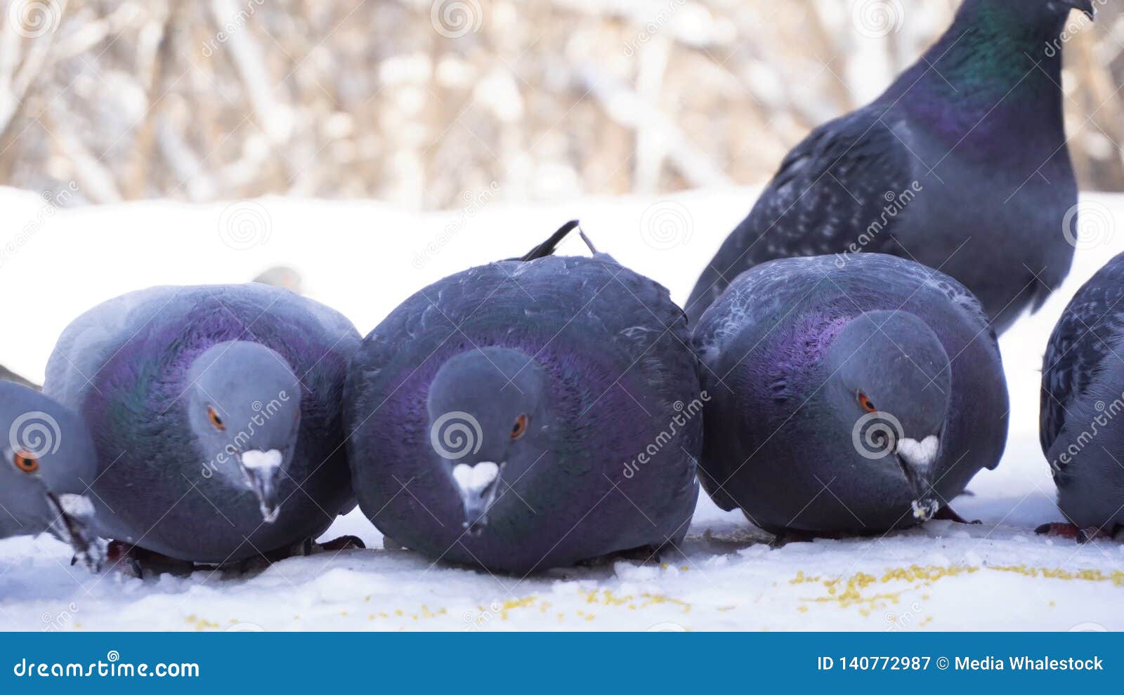 Närbild av duvor som äter i snö Matande duvor frö i vinter Duvor som pickar kornraspunde i rad på snöförkylning. Närbild av duvor som äter i snö Matande duvor frö i vinter Duvor som pickar kornraspunde i rad på kall vinterdag för snö