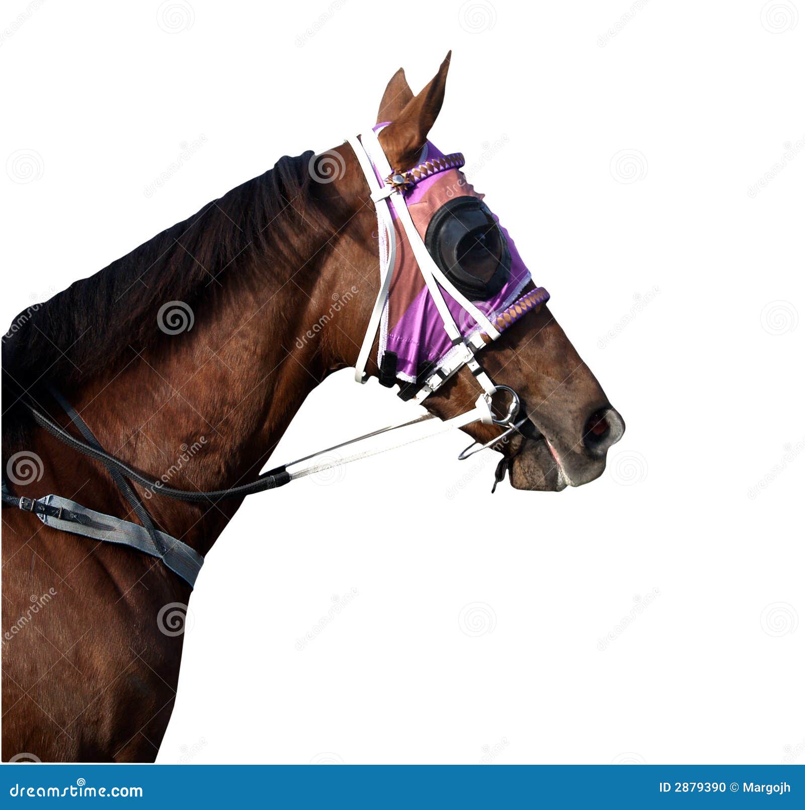 Nätt purple. Racehorse för clippingbana