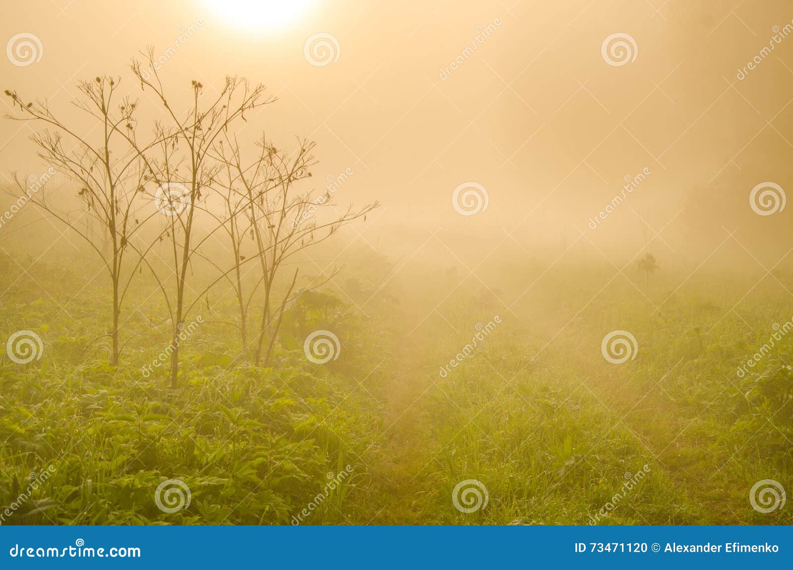 Névoa grossa da manhã na floresta do verão. Névoa grossa da manhã na névoa grossa da manhã da floresta do verão na floresta na lagoa Paisagem da manhã na névoa grossa do verão névoa densa na manhã O sol levanta-se acima das nuvens do mar e do ouro floresta que esconde na névoa Trajeto de floresta