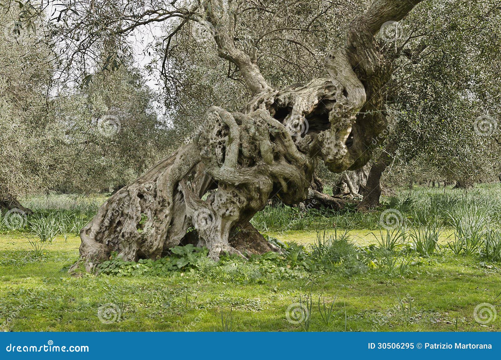 Nós verde-oliva. Na floresta de oliveiras antigas mostre os nós dos 600 anos de vida.