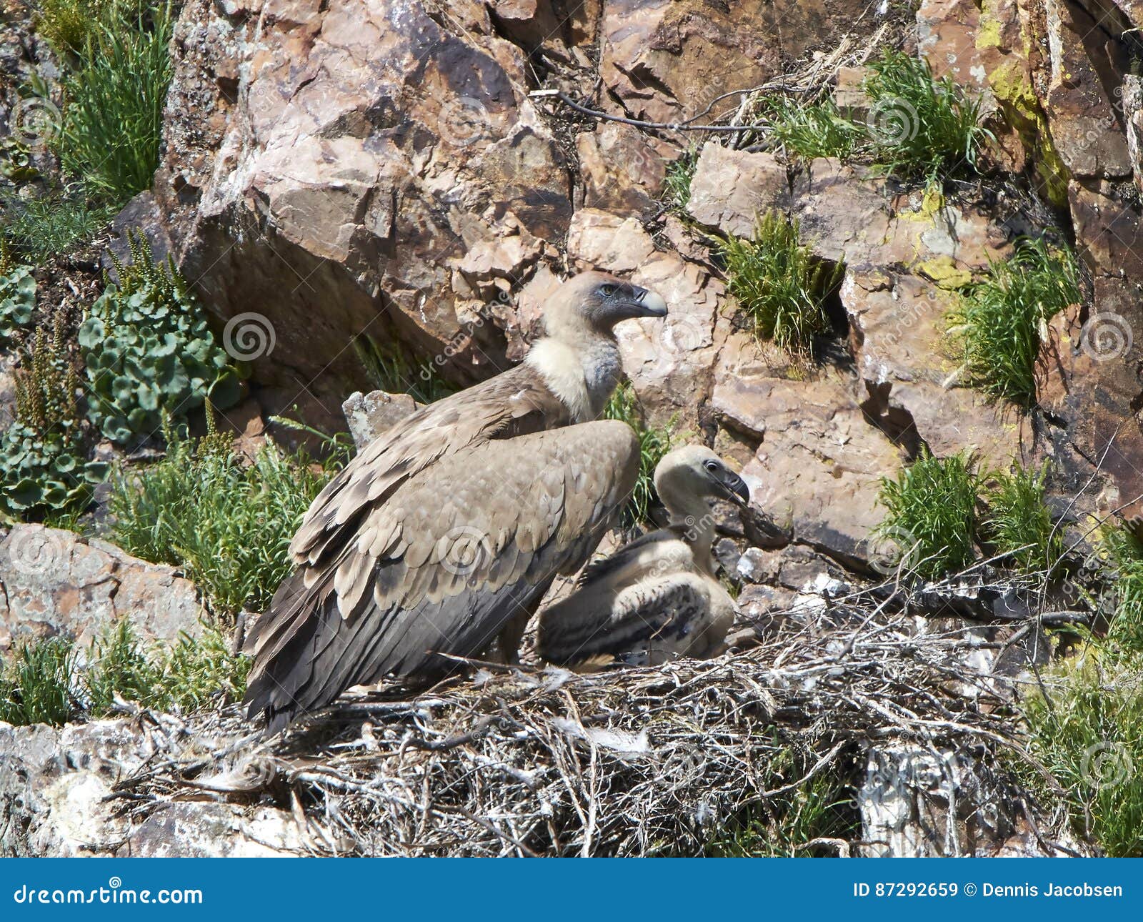 O Abutre De Griffon Gyps O Fulvus Imagem de Stock - Imagem de animal ...