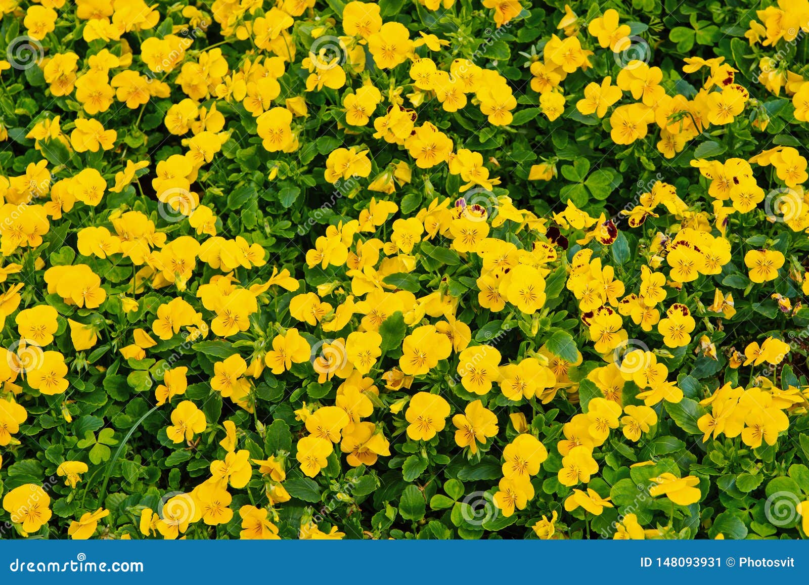 O Amor Perfeito Floresce Na Flor Em Hamilton, Bermuda Flores Amarelas Do Amor  Perfeito Com Folhas Verdes Flores Que Florescem No Imagem de Stock - Imagem  de florescer, vagabunda: 148093931