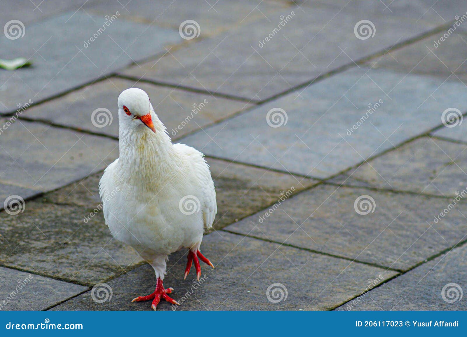 Pombo foto de stock. Imagem de branco, pena, beleza, pombo - 14491924