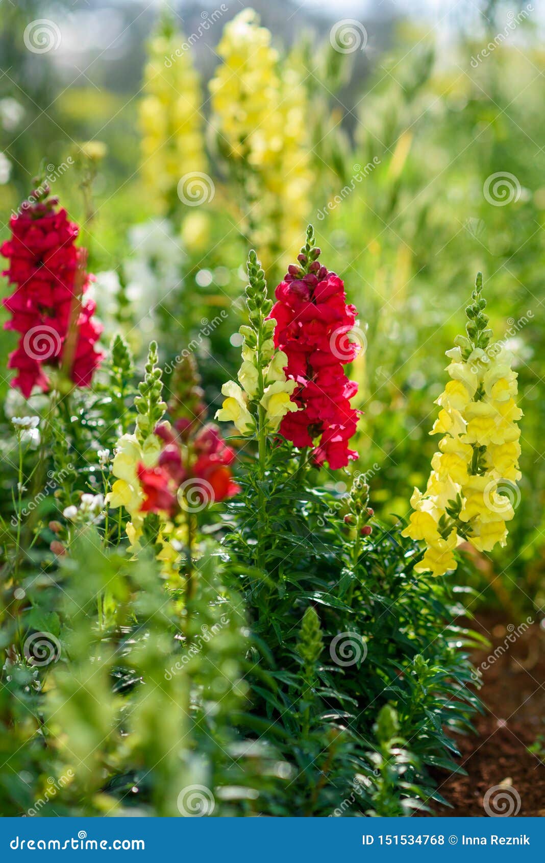 Antirrhinum is a Genus of Plants Commonly Known As Dragon Flowers or  Snapdragons. Foto de Stock - Imagem de mola, israel: 151534768
