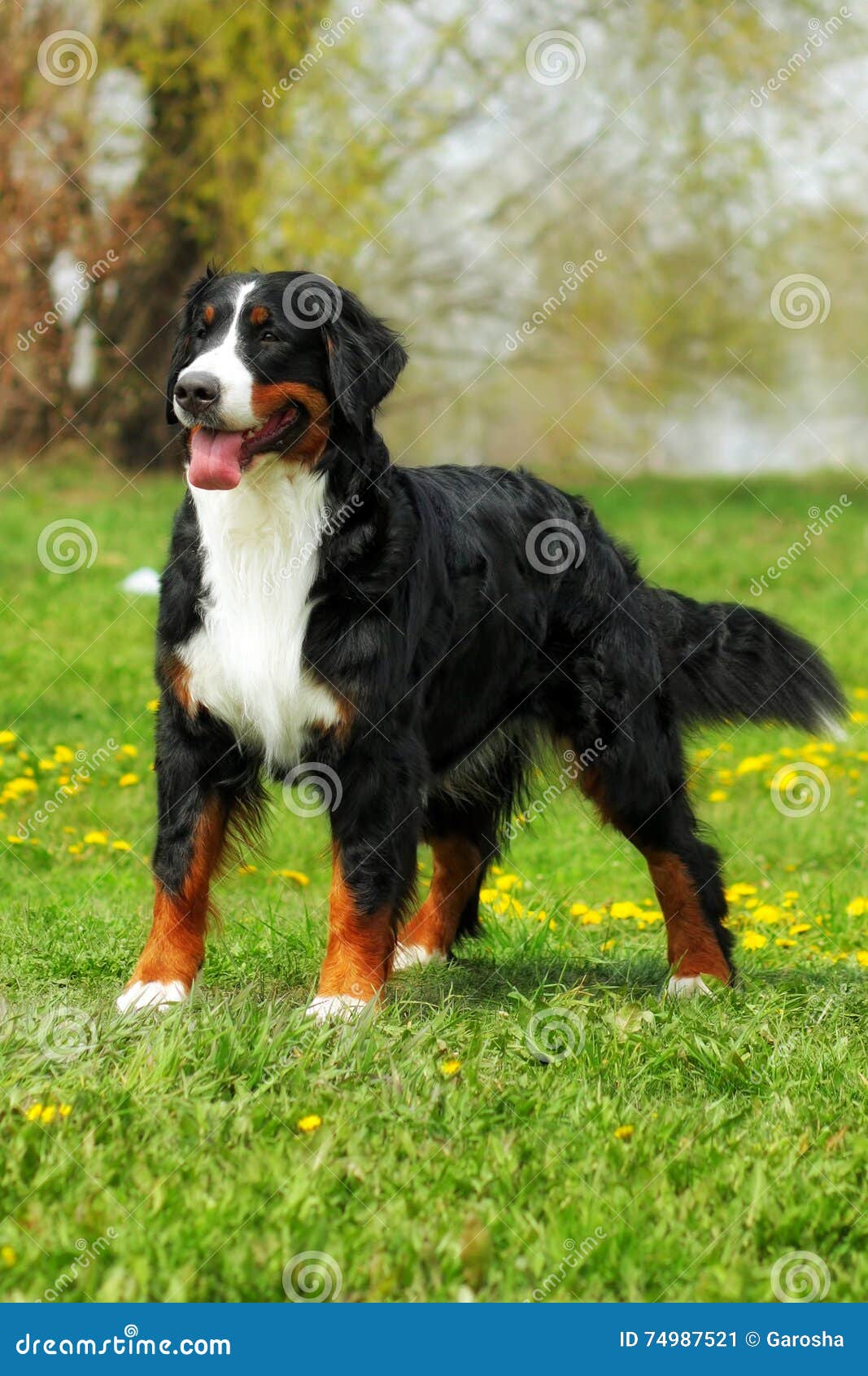 Banco de imagens : natureza, animal, verde, família, vertebrado, Raça cão,  cachorro Grande, Cão de montanha bernese, Cão da montanha do entlebucher,  Cão, como, mamífero, Carnívoro, Pastor inglês, Maior cão suíço montanha