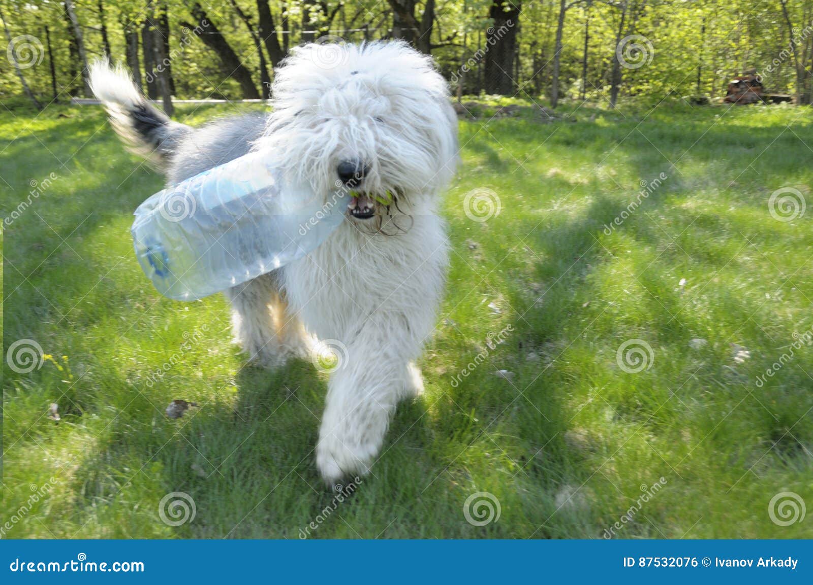 Cão Pastor Inglês Velho Que Está Na Grama Foto de Stock - Imagem