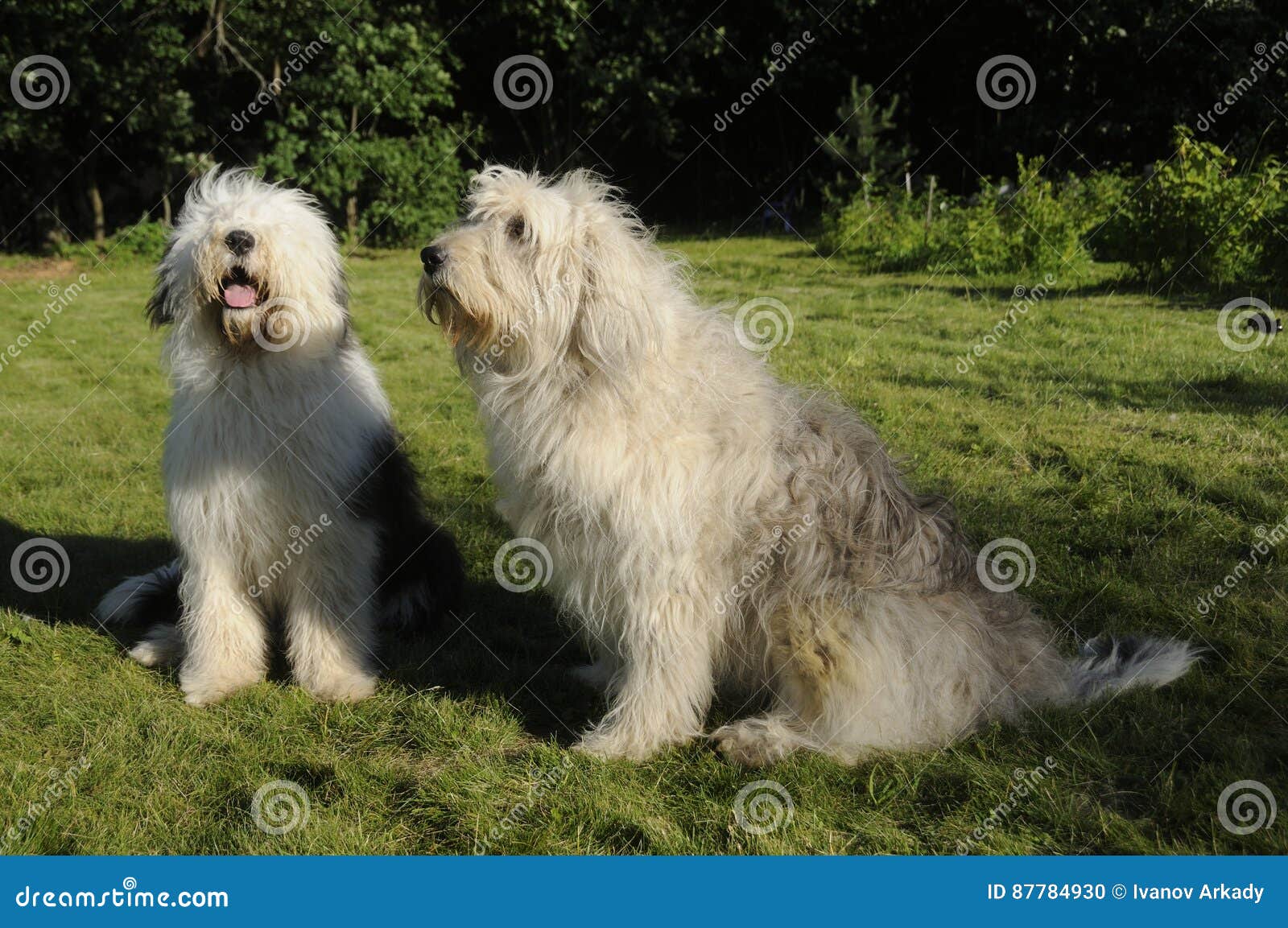 O Cão Pastor Inglês Velho E O Cão-pastor Sul Do Russo Foto de Stock -  Imagem de agilidade, inglês: 87784930