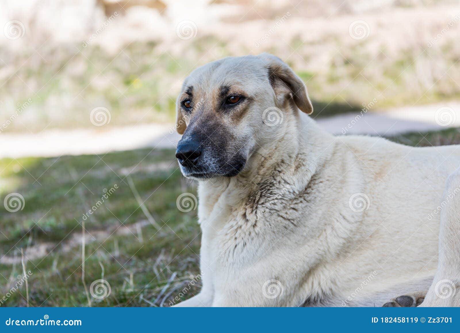 Conheça o Pastor de Kangal