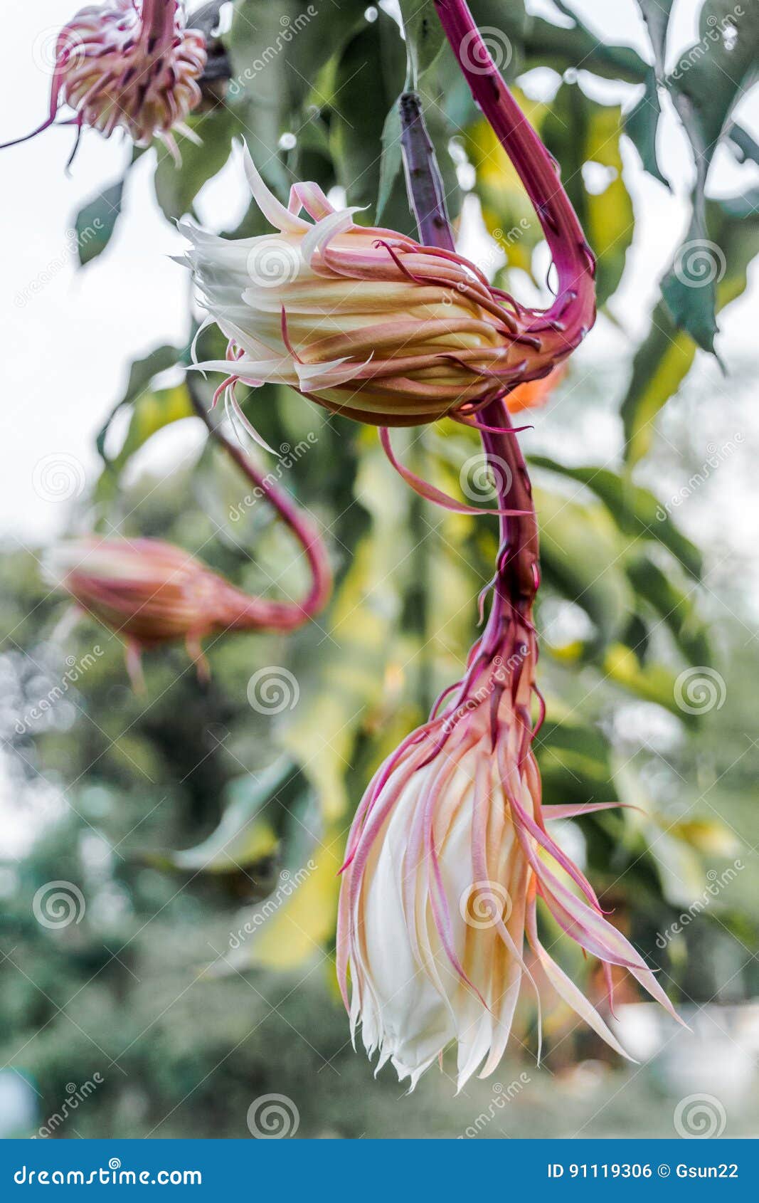 O Cacto De Orquídea Que Floresce Na Noite Foto de Stock - Imagem de  botânica, consideravelmente: 91119306