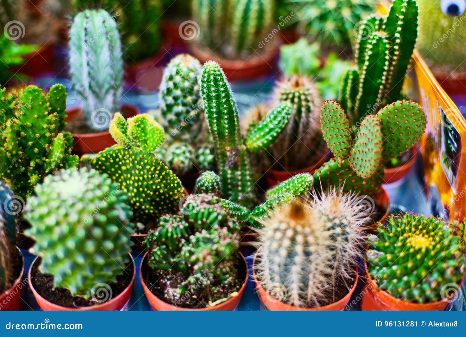 O Cacto Floresce a Planta Carnuda Imagem de Stock - Imagem de arbusto,  quadro: 96131281