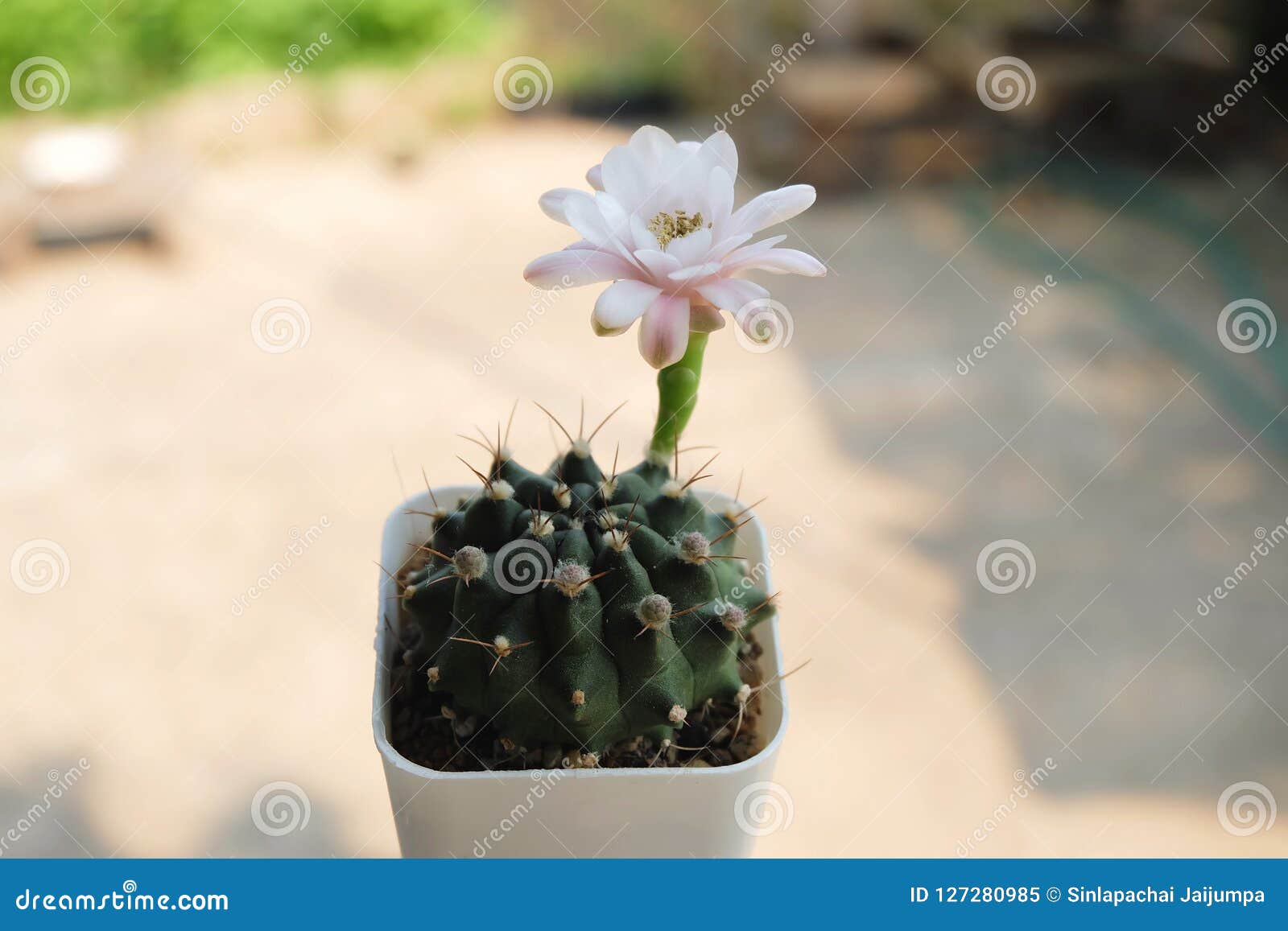 O Cacto Tem a Flor Branca E Cor-de-rosa Cacto No Potenciômetro Plástico  Planta Tolerante Da Seca Imagem de Stock - Imagem de flor, planta: 127280985