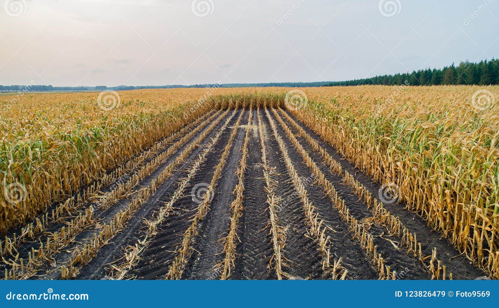 O campo de milho é afetado pela seca. Um campo de milho é afetado pela seca em Alemanha