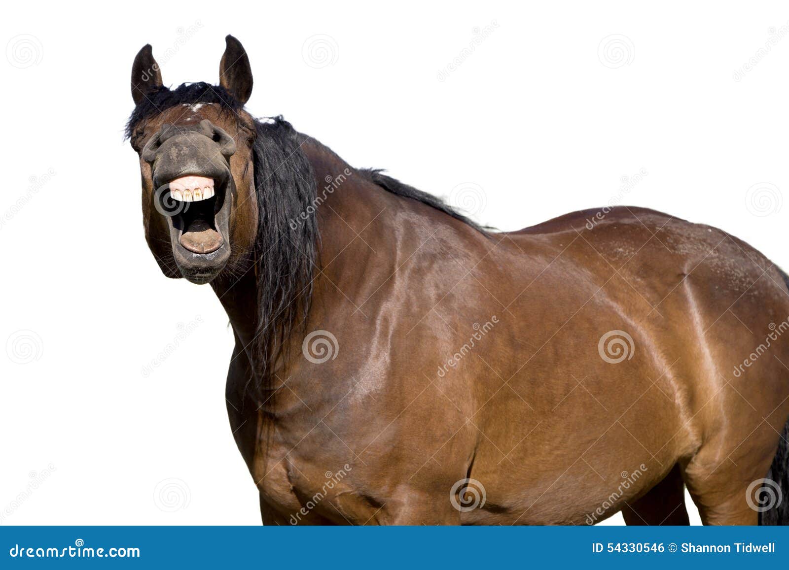 Cavalo Novo Com Boca Aberta Imagem de Stock - Imagem de sorriso, selvagem:  31668367