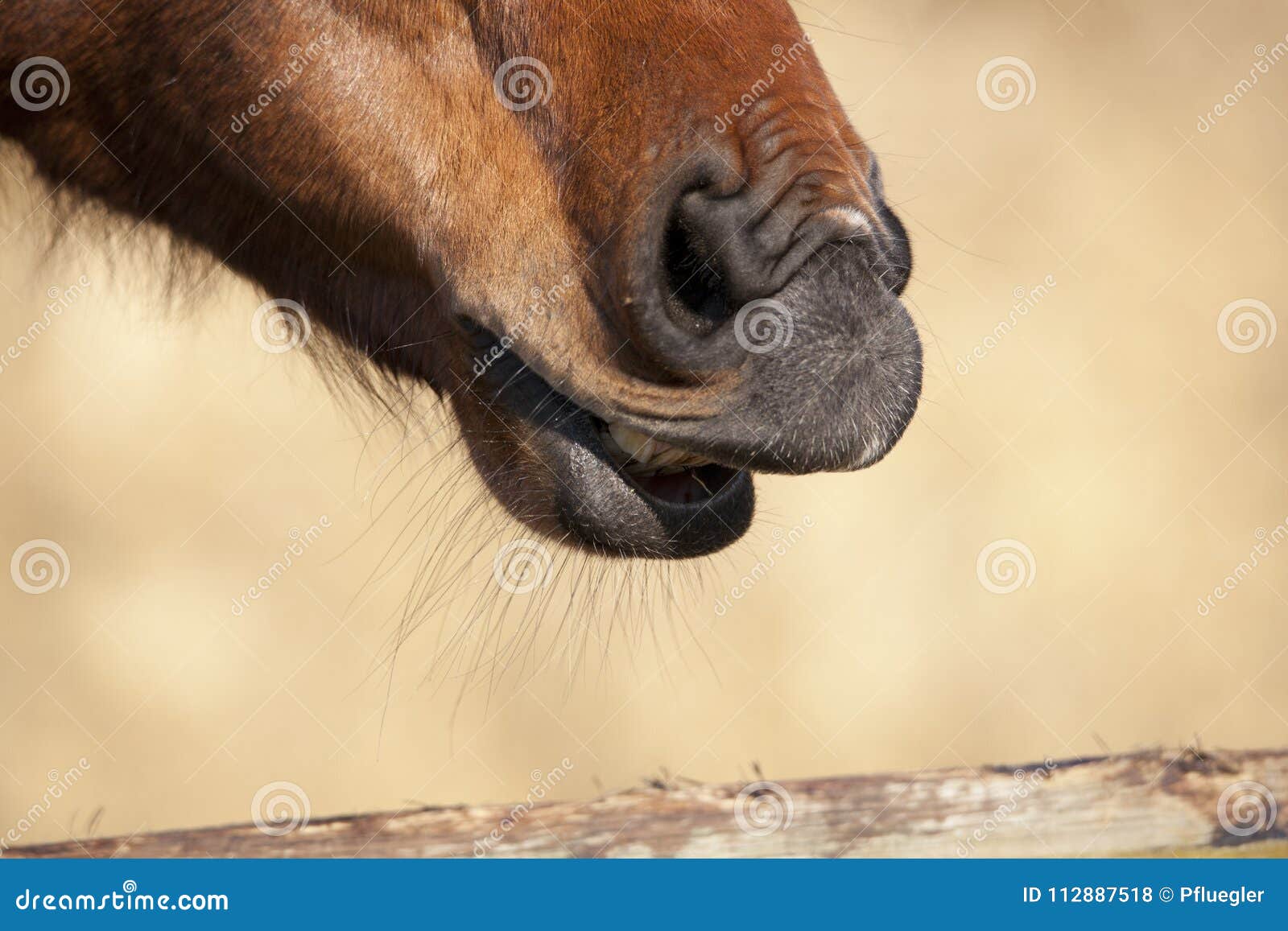 Fundo Narizes Nariz De Cavalo Sorrindo Luz Foto E Imagem Para