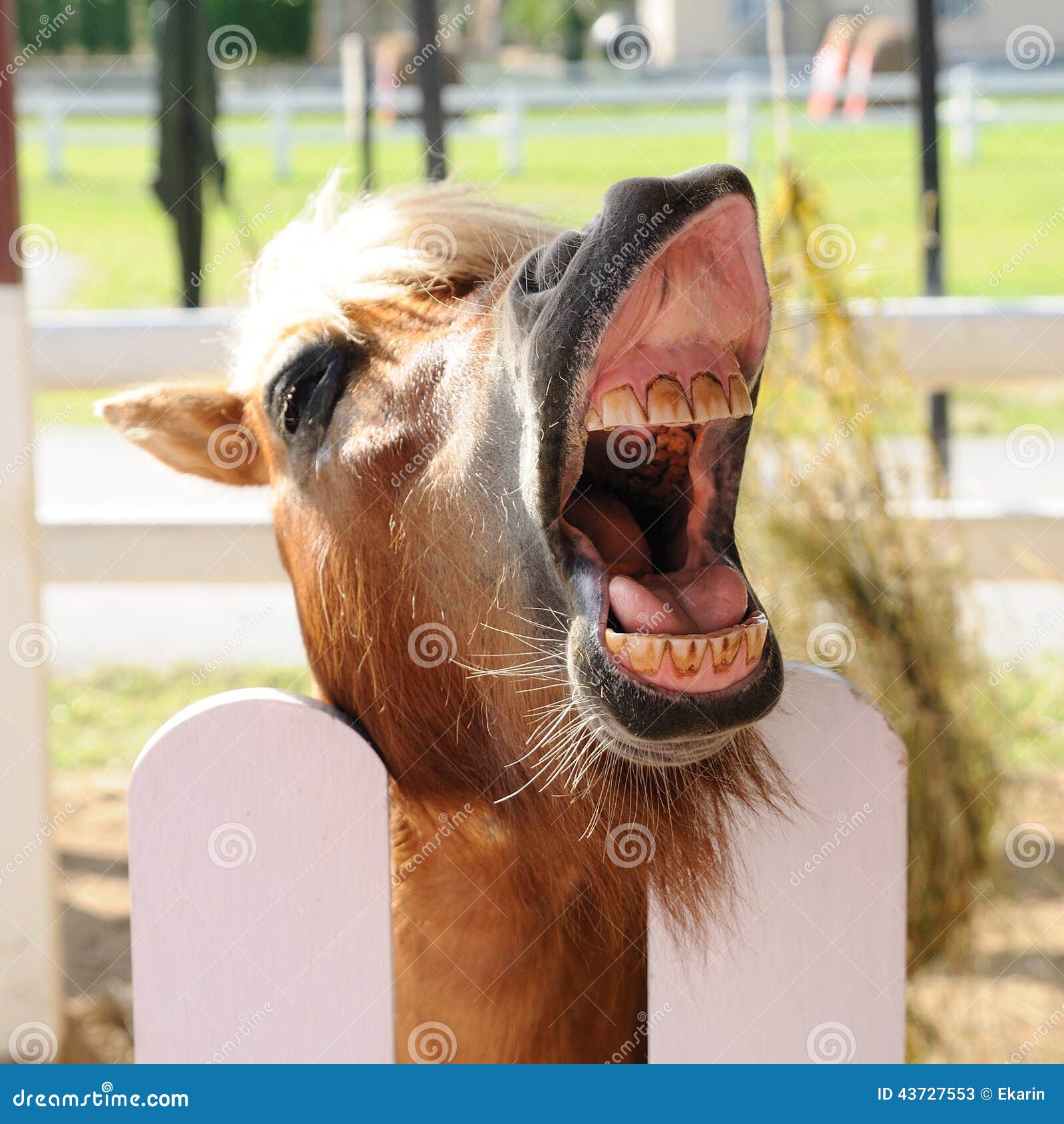 Cavalo Novo Com Boca Aberta Imagem de Stock - Imagem de sorriso, selvagem:  31668367