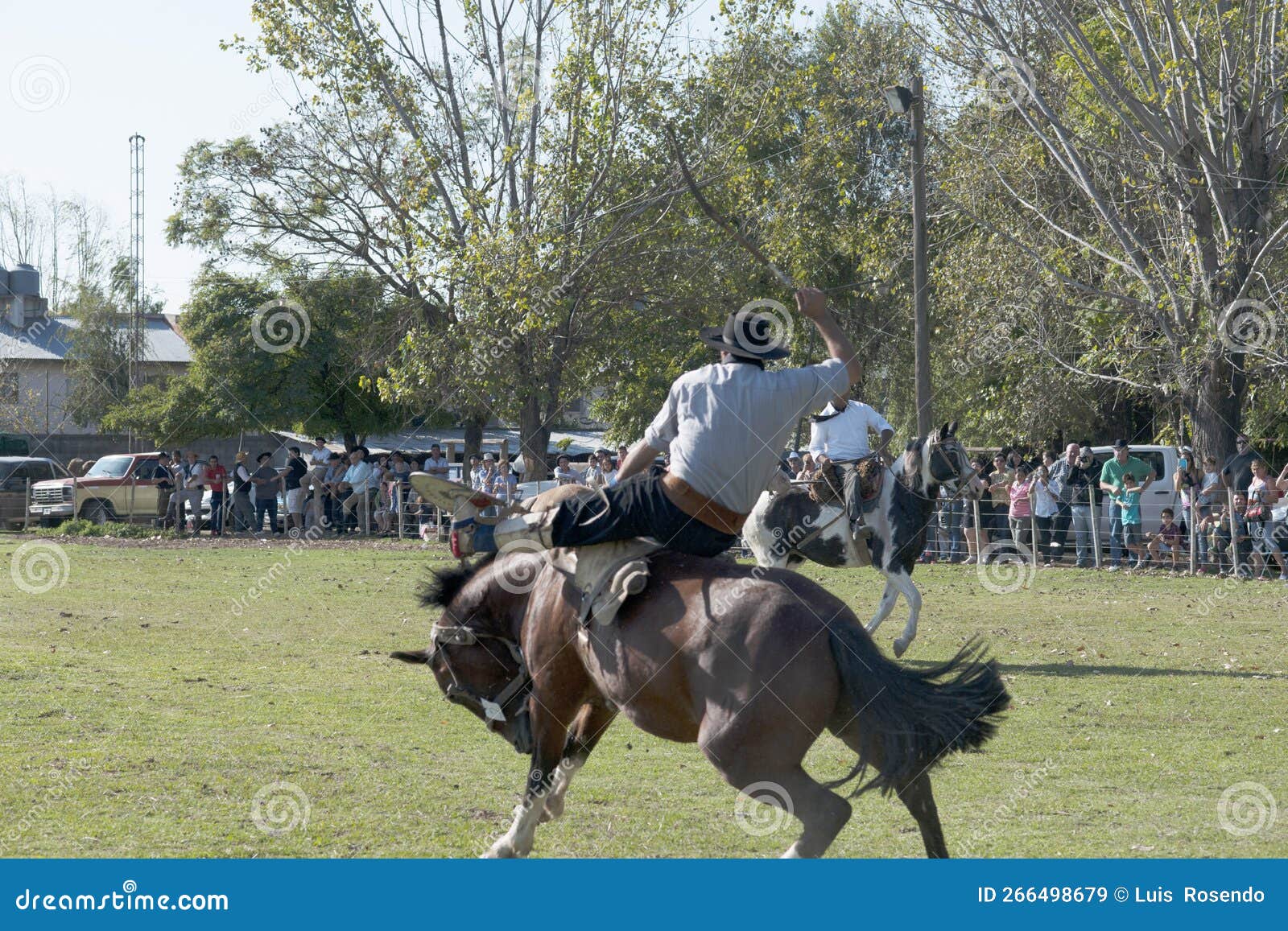 Cavalos de Salto: de A a Z – Cavalo de Salto Argentina