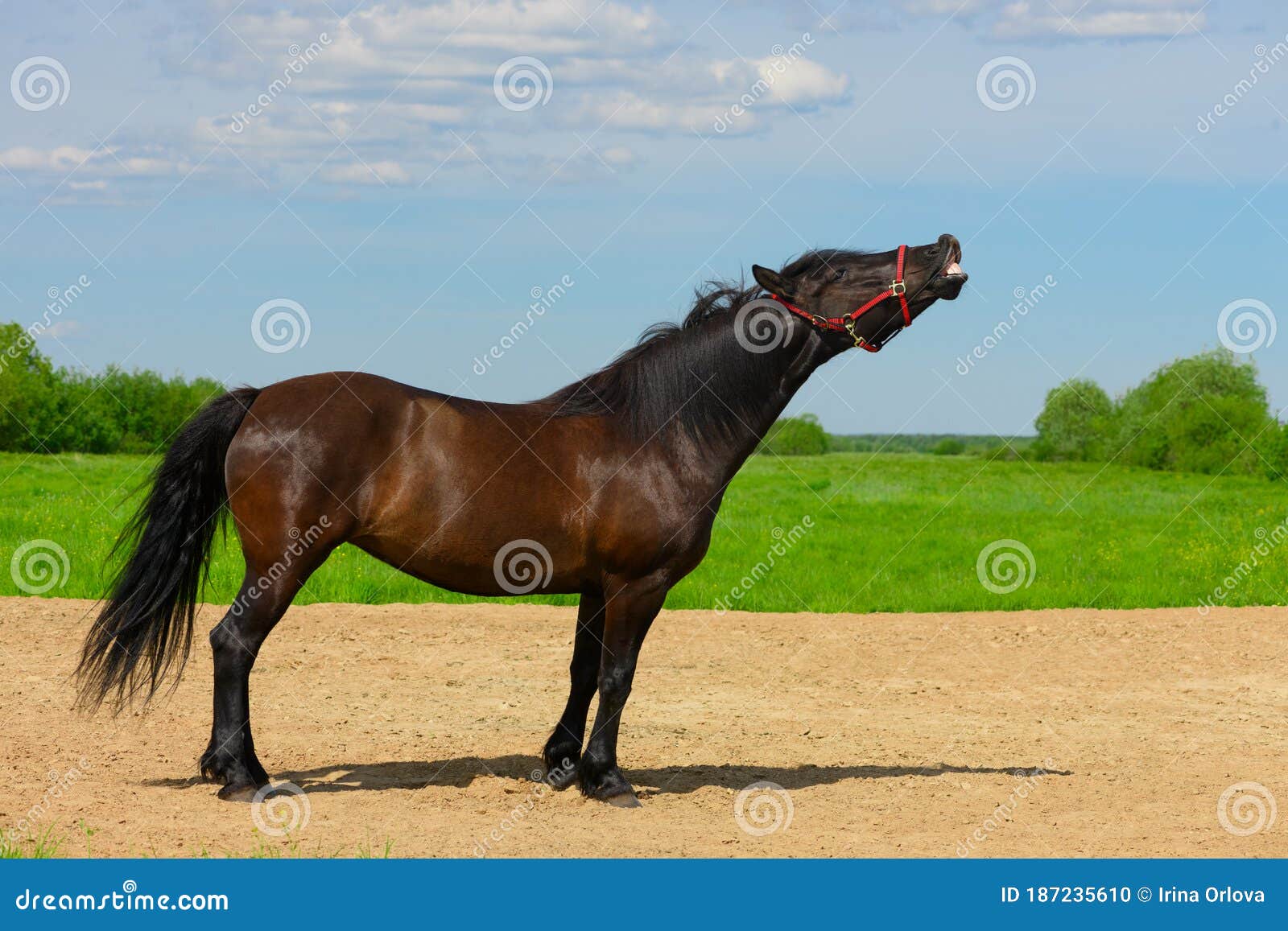 Mulher Frente Para Câmera Sentada Chão Floresta Com Seu Cavalo