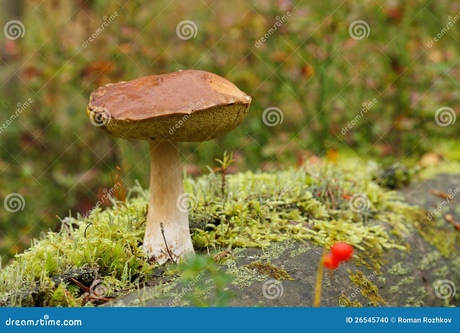 O cep. O cep na franja da floresta. Amanhecer.