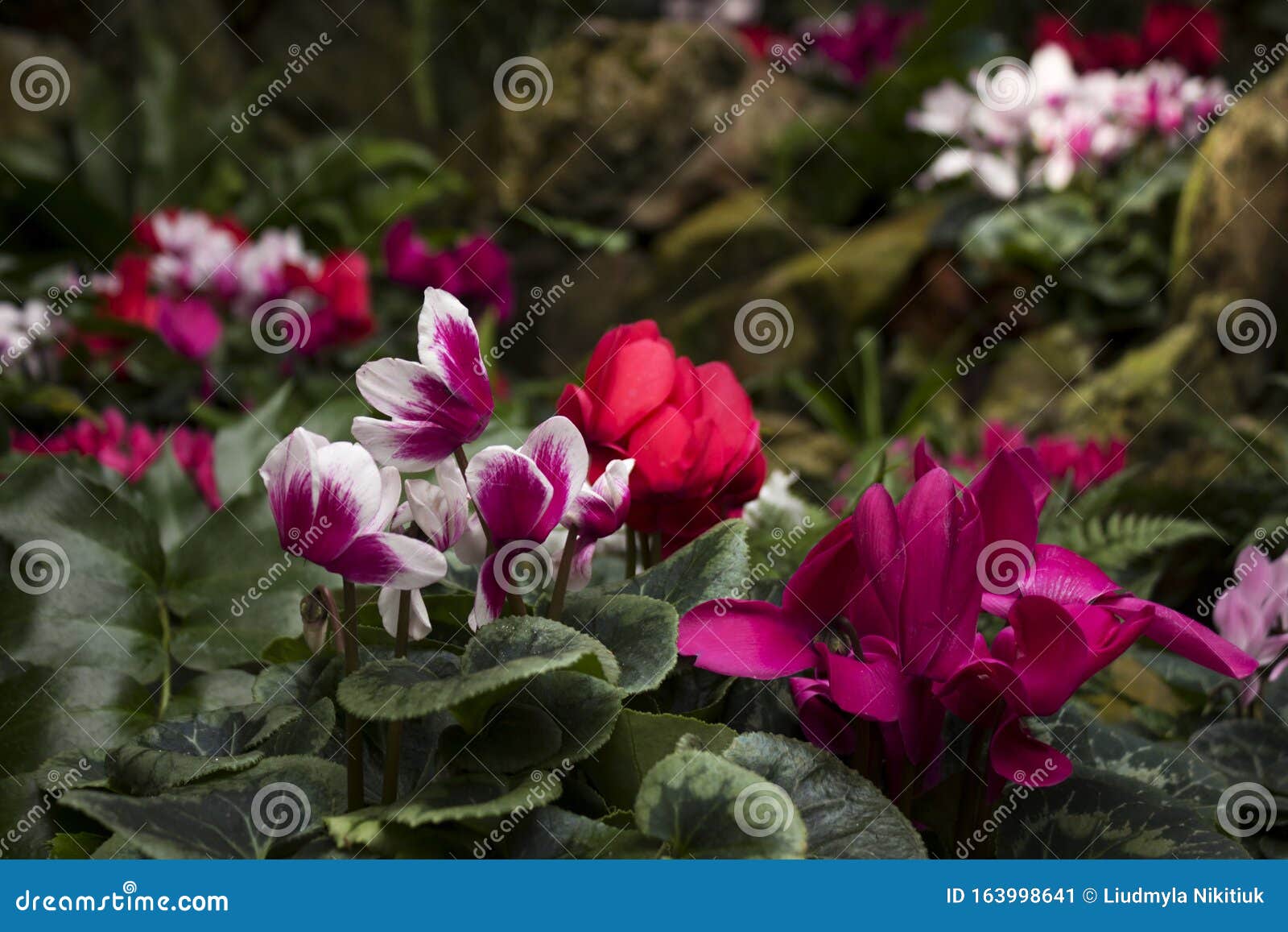 O Ciclame é Uma Violeta Alpina Muitos Ciclames Cor-de-rosa, Brancos E  Vermelhos No Jardim Botânico Estão à Venda Brilhante E Belo Imagem de Stock  - Imagem de seja, folha: 163998641
