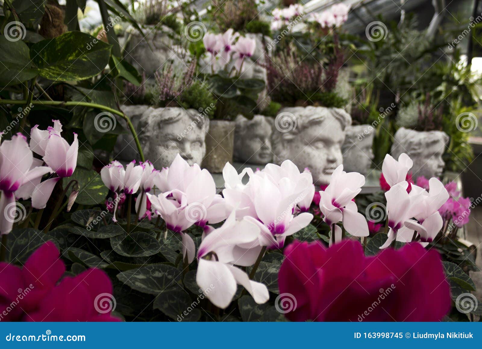 O Ciclame é Uma Violeta Alpina Muitos Ciclames Cor-de-rosa, Brancos E  Vermelhos No Jardim Botânico Estão à Venda Brilhante E Belo Imagem de Stock  - Imagem de jardinar, botânica: 163998745