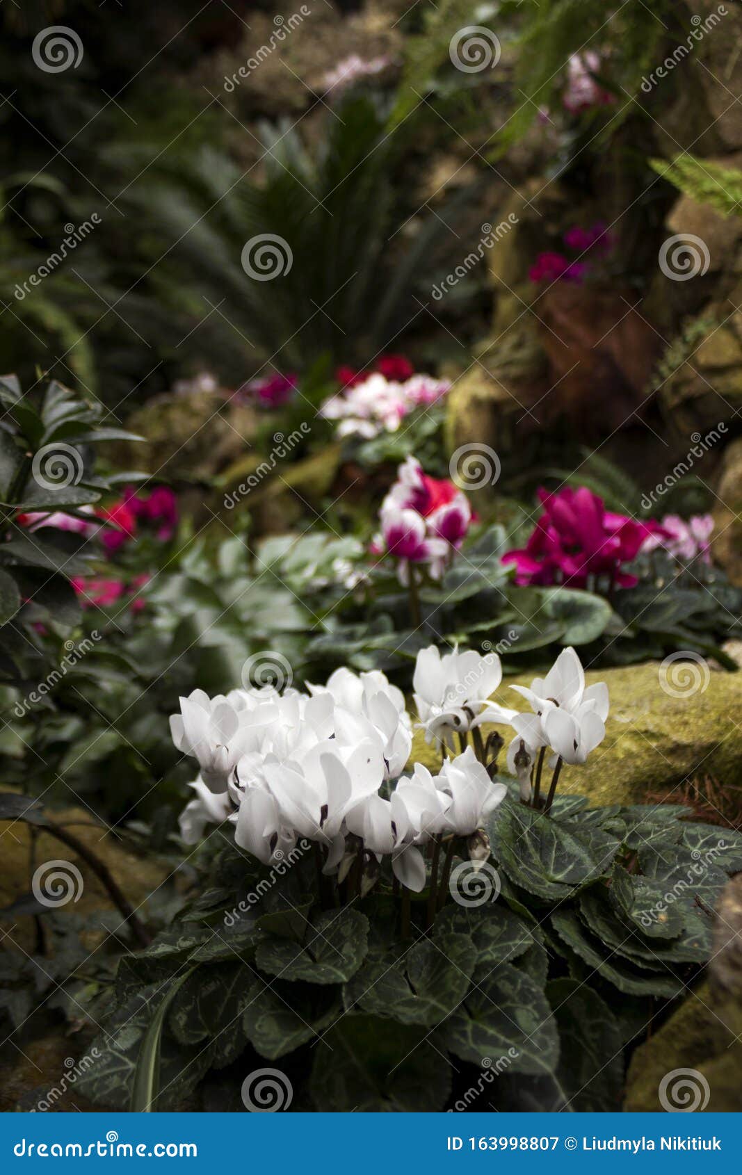O Ciclame é Uma Violeta Alpina Muitos Ciclames Cor-de-rosa, Brancos E  Vermelhos Imagem de Stock - Imagem de contraste, cultivo: 163998807