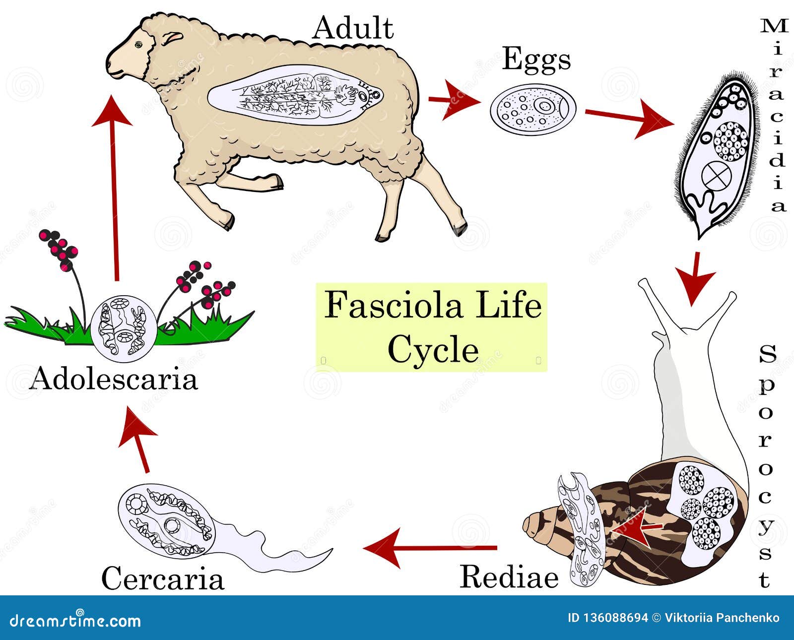 cicluri de fascioliasis)