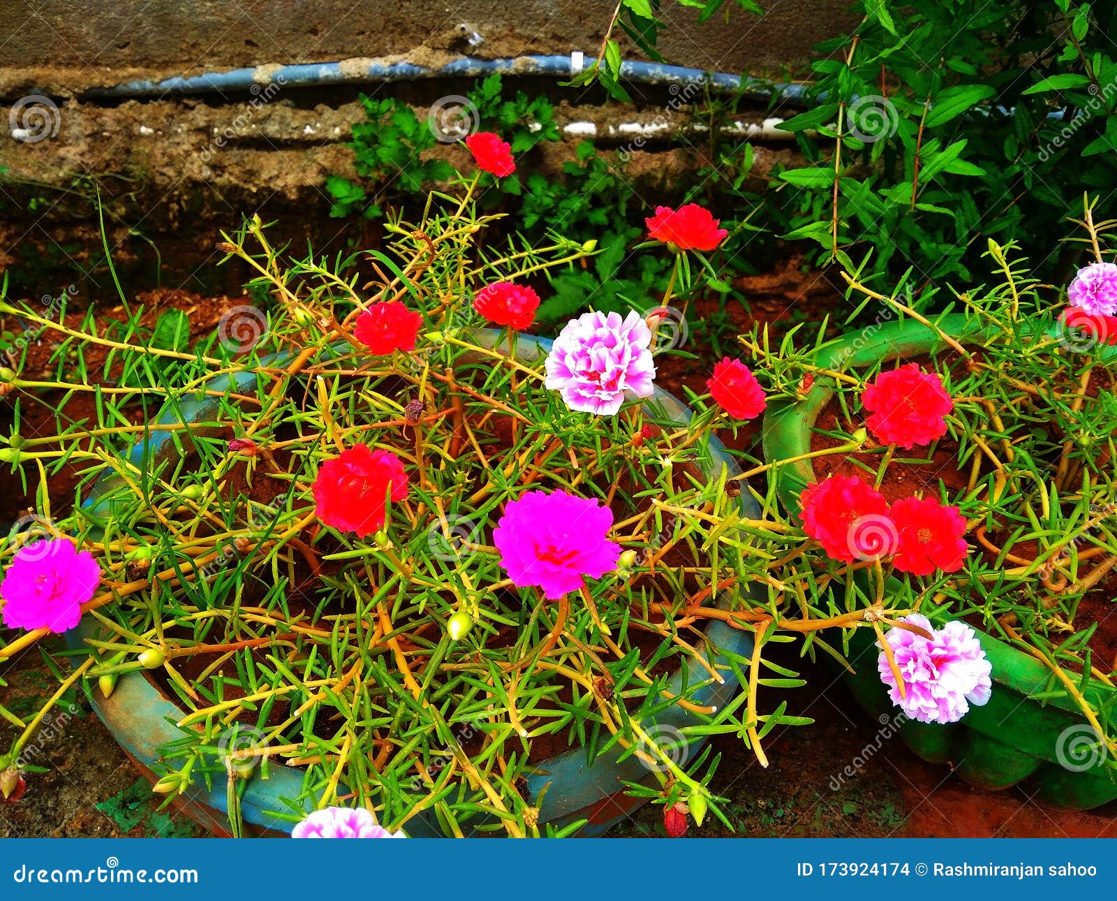 9 O Clock Flowers Stock Photo Image Of Small Oclock 9 O Clock Flowers Stock Photo Image Of Small Oclock