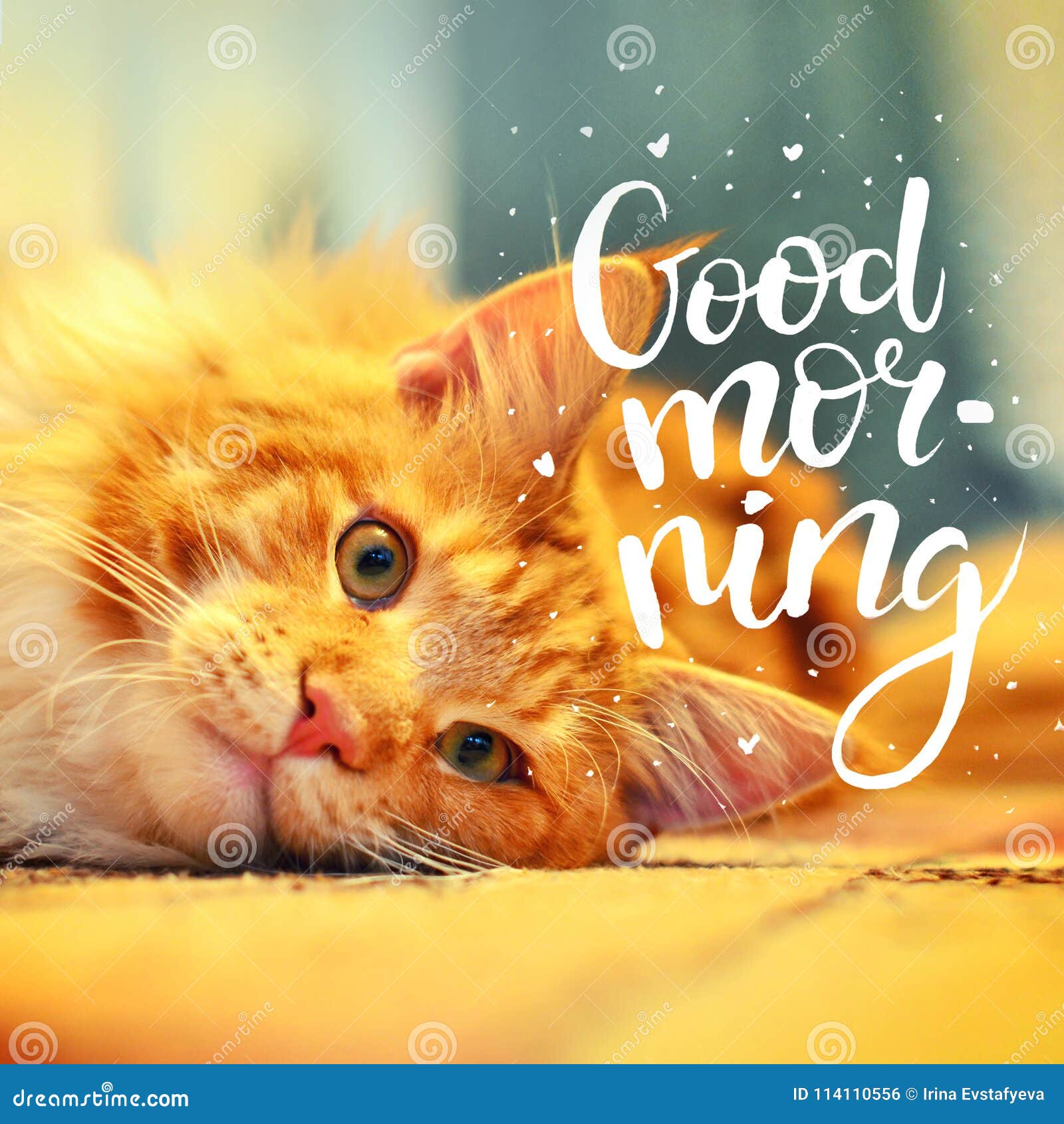 O Conceito é Bom Dia Um Gato Vermelho Bonito Acordou Cedo Na Manhã a Inscrição No Fundo Foto de Stock - Imagem de beleza, conceito: 114110556 O Conceito é Bom Dia Um Gato Vermelho Bonito Acordou Cedo Na Manhã a Inscrição No Fundo Foto de Stock - Imagem de beleza, conceito: 114110556