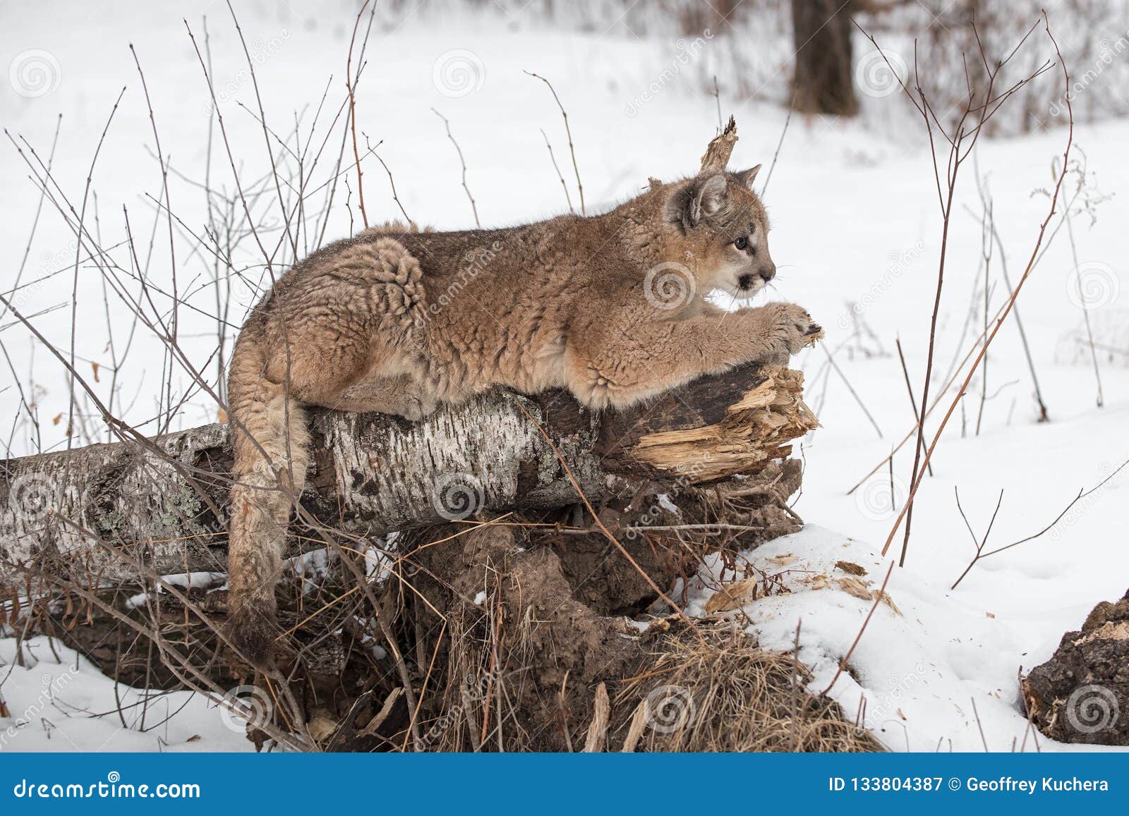 puma log