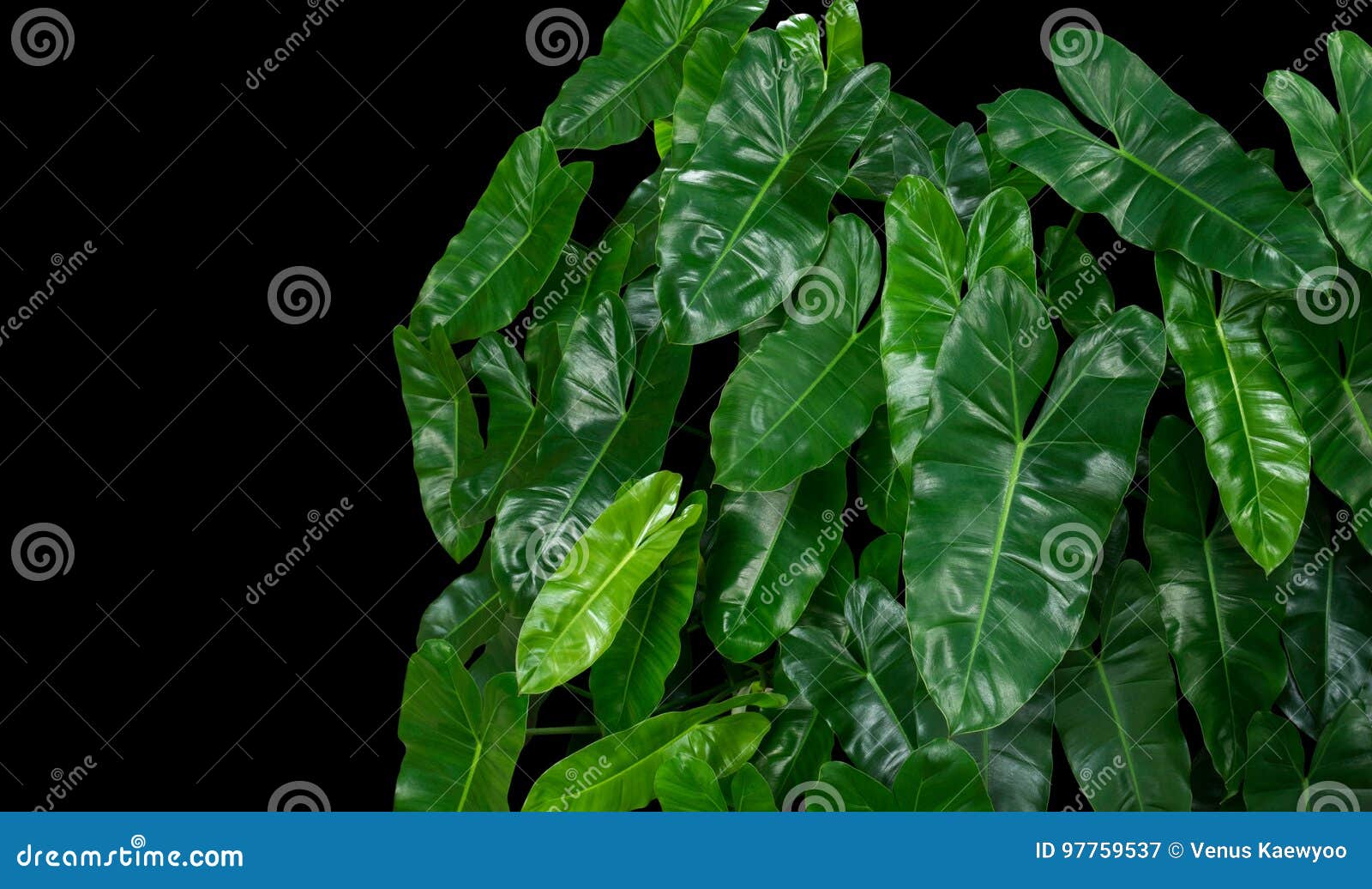 O Coração Deu Forma à Planta Tropical Das Folhas Verdes No Fundo Preto  Imagem de Stock - Imagem de verde, planta: 97759537