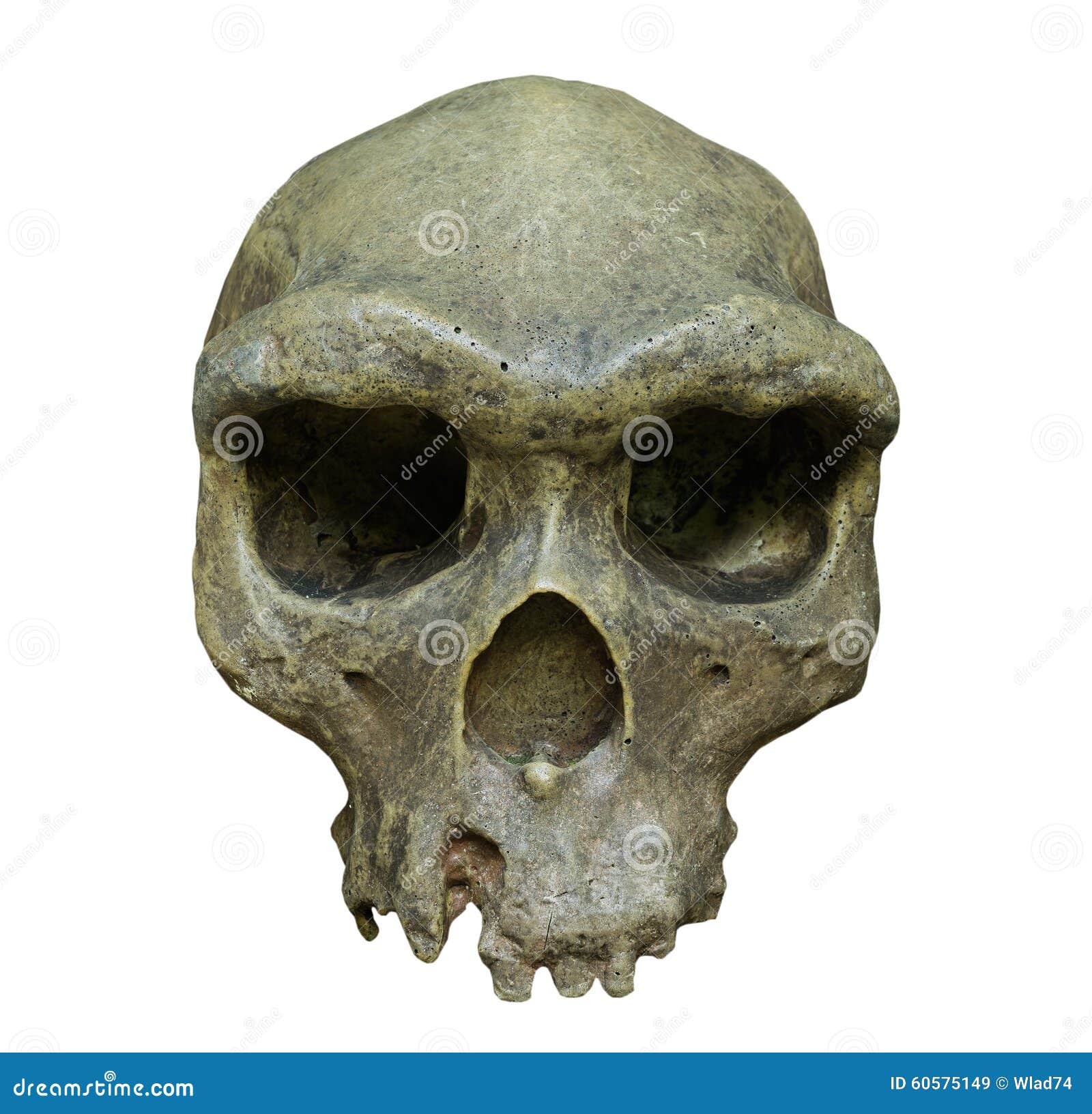 O Crânio De Homo Erectus No Fundo Branco Imagem de Stock - Imagem de povos,  anatomia: 60575149, image size:1600x1632