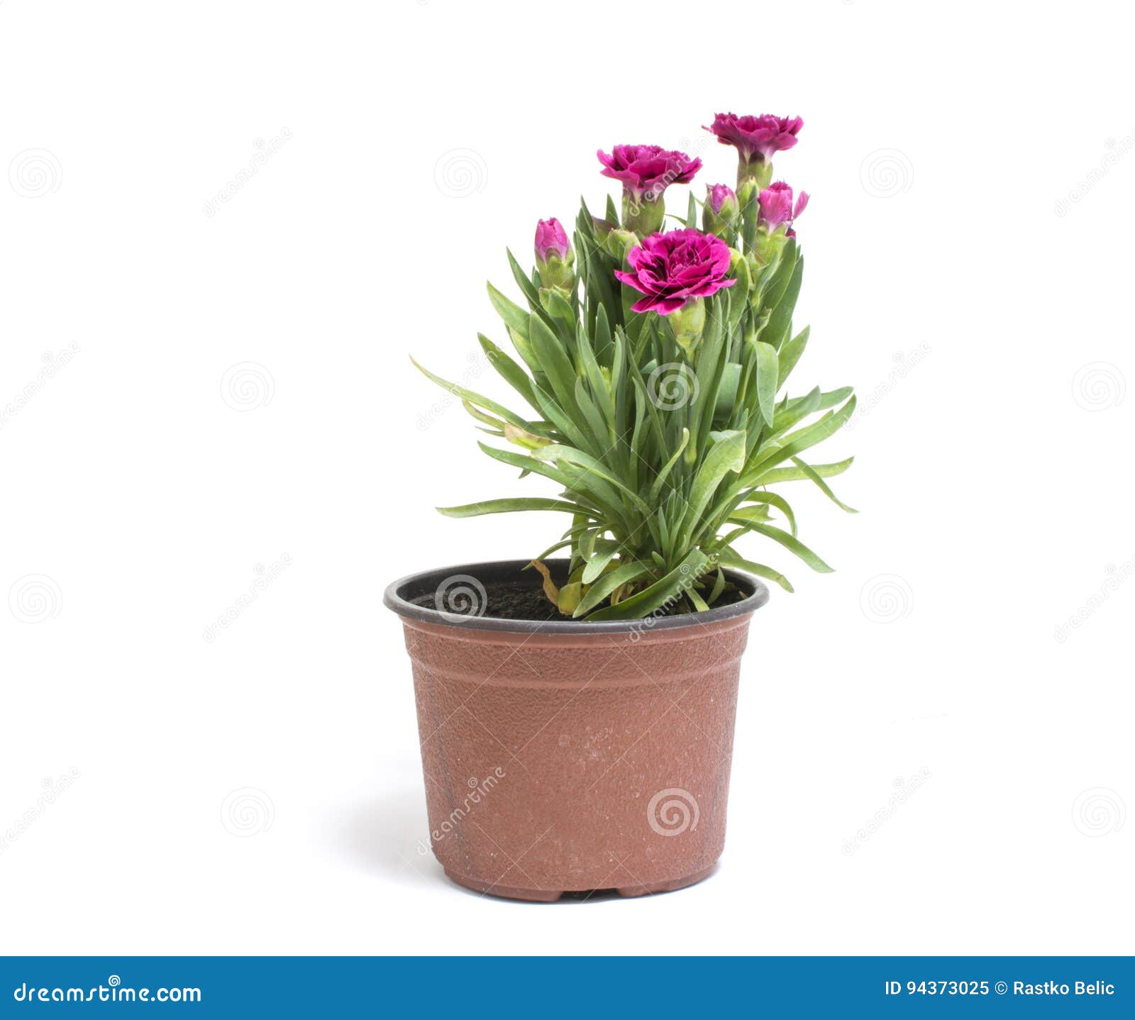 O Cravo Pequeno Floresce No Vaso De Flores Isolado No Backgroun Branco  Imagem de Stock - Imagem de objeto, flor: 94373025