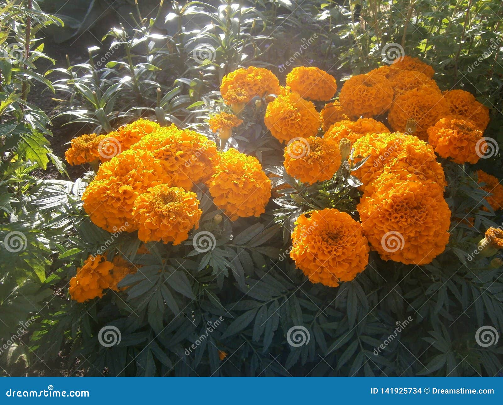 O Cultivar 'laranja 'do Cravo-de-defunto Foto de Stock - Imagem de ural,  alaranjado: 141925734