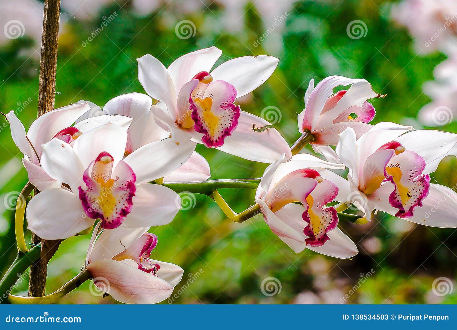 O Cymbidium Branco é Uma Orquídea Imagem de Stock - Imagem de corte,  jardinar: 138534503