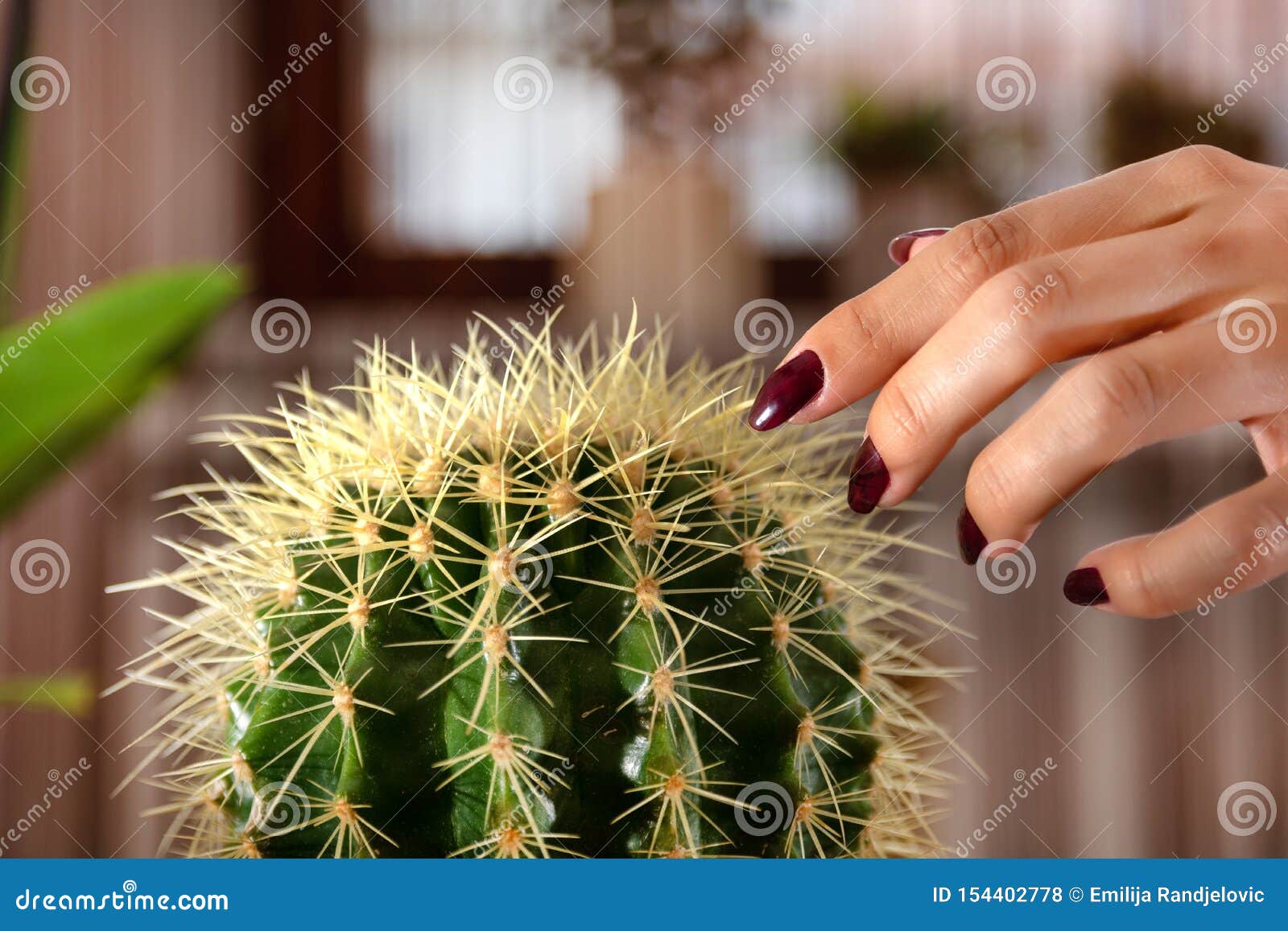 O Dedo Fêmea Toca No Cacto No Potenciômetro De Flor Na Casa Foto de Stock -  Imagem de medo, perigo: 154402778