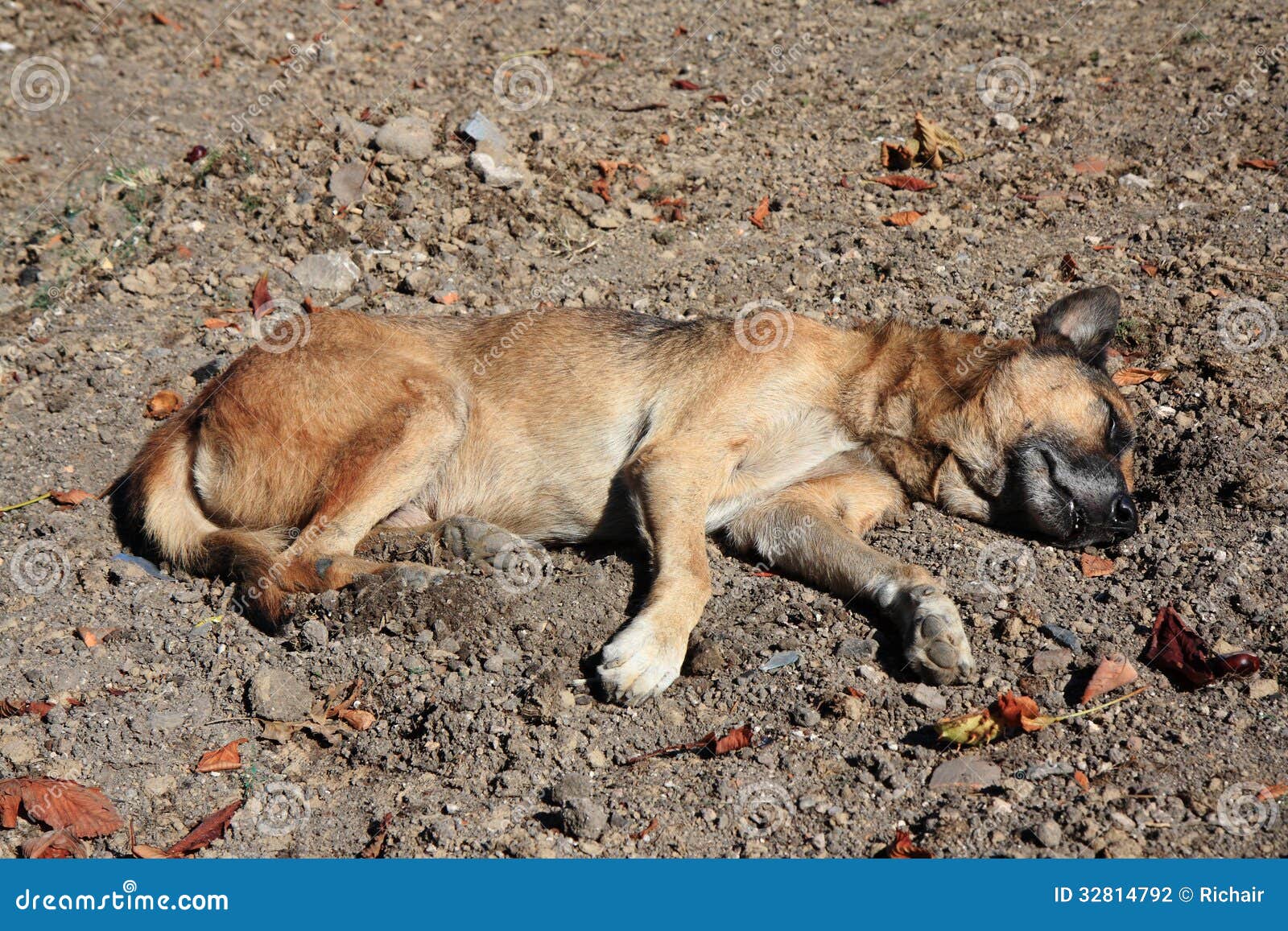 (O Dormendo) Cane Randagio Morto Fotografia Stock Immagine di sterile