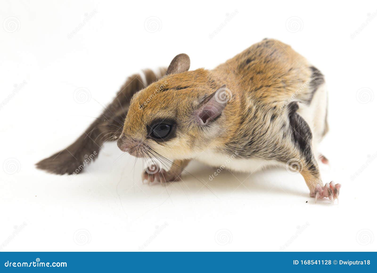 Holandeses criam rato-voador com corpo de roedor morto