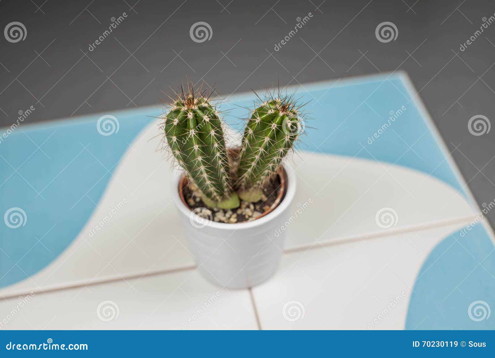 O Fim Acima Do Mini Cacto Formiga Em Um Vaso De Flores Branco Em Um Azul E  Imagem de Stock - Imagem de pedras, fertilizante: 70230119